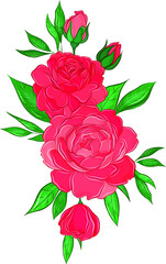 Fototapeta premium beautiful big pink peonies vector