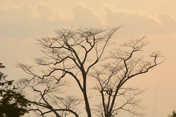 silhouette of tree in the evening 