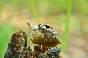 frog on a tree trunk