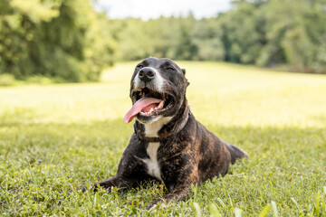 Mixed rescue dog enjoying sunny park and green grass