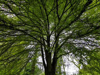 Giant Green Autumn Spring Trees Deciduous Leaves Branches