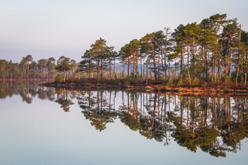 Fototapeta premium Swamp on a beautiful sunny day in great colors