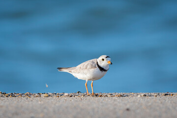 piping bird hunts for jump shrimp on the wet sand