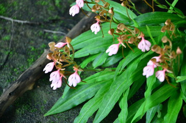 pinkish flowers