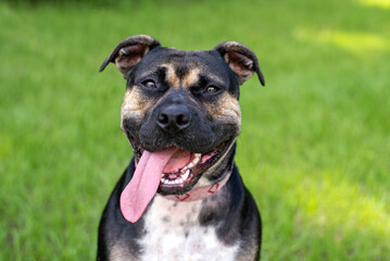 Pitbull mix dog enjoying a sunny day at the park