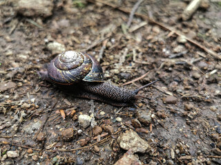 Snail Escargot Insect Shell in Nature Forest Floor