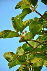 Dipterocarpus intricatus