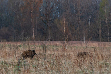 Wild boars in the field