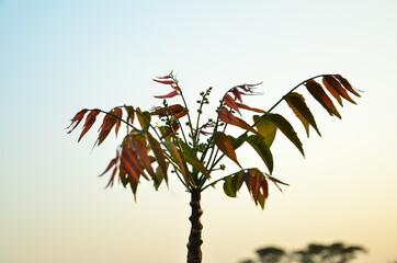 Shoot of plant is growing in twilight 