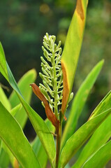 Ginger flowers are showy in the kitchen