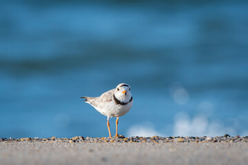 piping plover with the blue atlantic ocean background