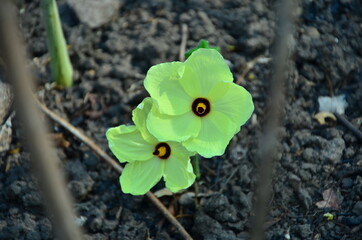 Hibiscus flower is blooming in summer
