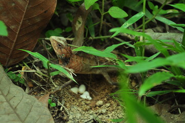 The mother lizard is laying her eggs