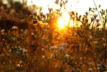 Wildflowers during golden hour