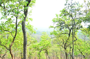 green tree in the forest