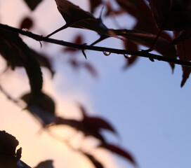 Raindrops on a tree branch