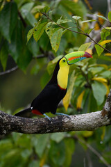 Ramphastos sulfuratus, Keel-billed toucan The bird is perched on the branch in nice wildlife natural environment of Costa Rica