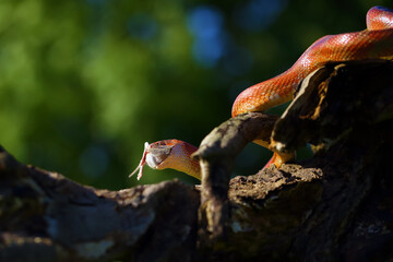 The corn snake (Pantherophis guttatus) with prey on a green background. A color mutation of a corn snake in a typical hunting position.Caramel color form.