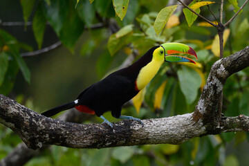 Naklejka premium Ramphastos sulfuratus, Keel-billed toucan The bird is perched on the branch in nice wildlife natural environment of Costa Rica