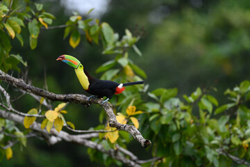 Ramphastos sulfuratus, Keel-billed toucan The bird is perched on the branch in nice wildlife natural environment of Costa Rica