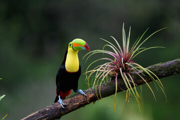 Ramphastos sulfuratus, Keel-billed toucan The bird is perched on the branch in nice wildlife natural environment of Costa Rica