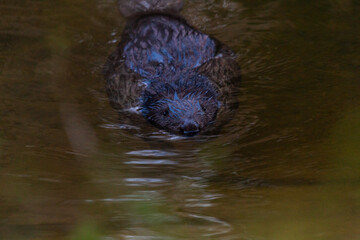 beaver in the water