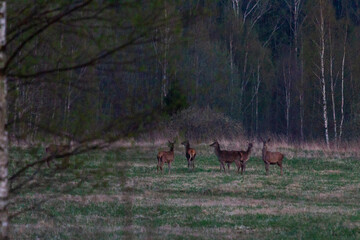 deer in forest