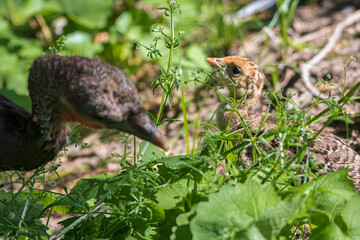 wild turkey mother and chick