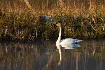 Fototapeta premium White northern swans in a forest lake