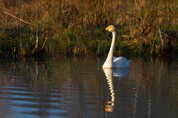 White northern swans in a forest lake