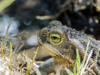 Toad in the backyard