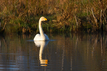 White northern swans in a forest lake