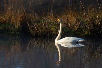 White northern swans in a forest lake
