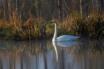 White northern swans in a forest lake