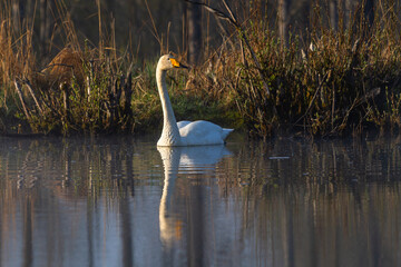 White northern swans in a forest lake