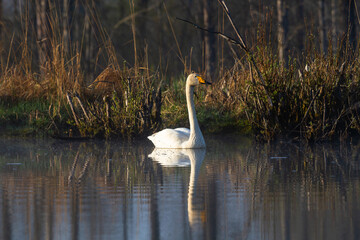 White northern swans in a forest lake