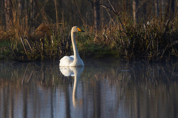 White northern swans in a forest lake