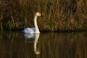 White northern swans in a forest lake