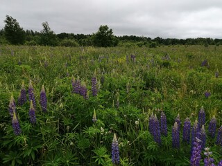 wildflowers purple flowers park nature