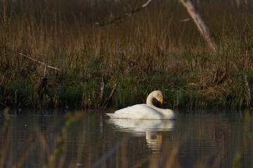 White northern swans in a forest lake