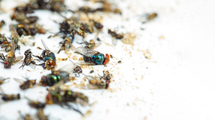 Dead flies trapped in a glue paper