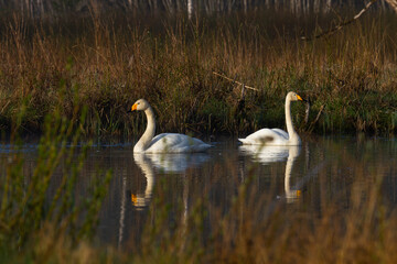 White northern swans in a forest lake