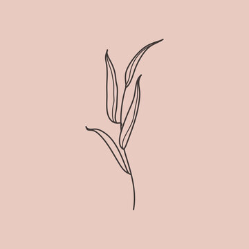 Willow branch with leaves in a trendy minimalistic style. Outline of a botanical design elements. Floral vector