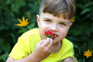 Healthy boy eats delicious red strawberry fruit. 