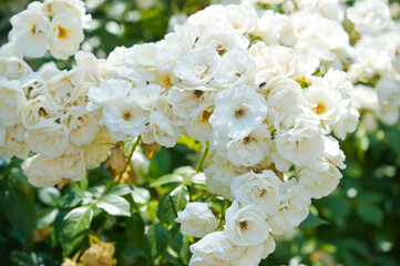 Beautiful bush of  white  roses in a spring garden. Rose garden. Tea and hybrid roses
