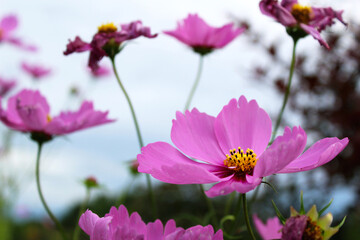 Obraz premium Closeup of pink cosmos