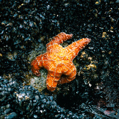 Orange starfish on a bed of mussels as the waves wash in and out of the Coast Guard Jetty in Monterey, California