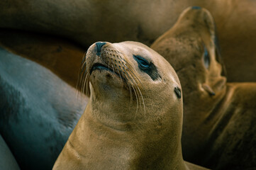 Female California Sea Lion relaxing on the rocky Coast Guard jetty in Monterey, CA