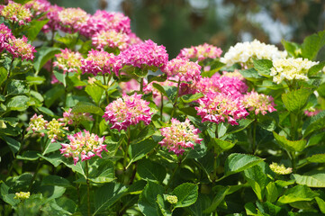 In Full Bloom. Hydrangea, soft focus. Beautiful flowers. Beauty in nature. Hydrangea macrophylla - Beautiful bush of hydrangea flowers 