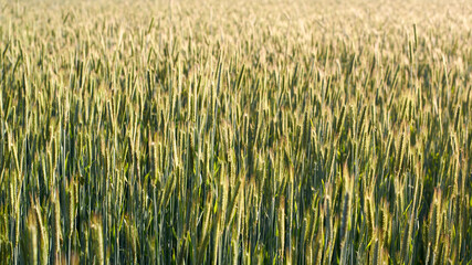 Green ripening wheat field in the summer.